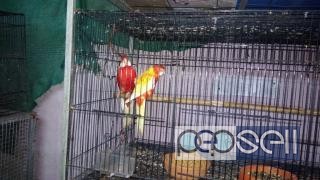 Rossella parrot for sale at Kochi 1 