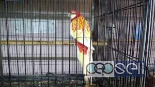 Rossella parrot for sale at Kochi 2 