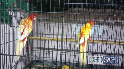 Rossella parrot for sale at Kochi 3 