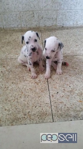 puppy dalmatian dog