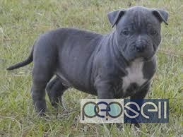Am bully pups for sale at Kochi 0 