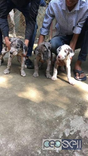 Great dane female pups for sale 0 