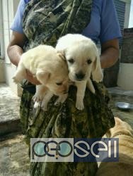 labrator retriver male and female puppies available 2 