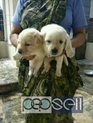 labrator retriver male and female puppies available 3 