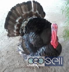 Three Male Turkey avaliable for sale at Kochi 0 