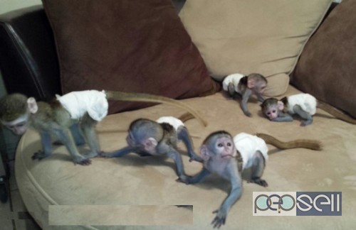 X-MAS Capuchin monkeys for Adoption 0 