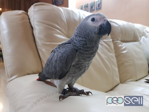 Two African Grey parrots for sale 0 