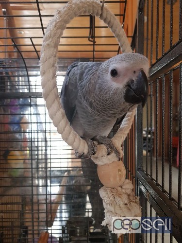 Two African Grey parrots for sale 2 