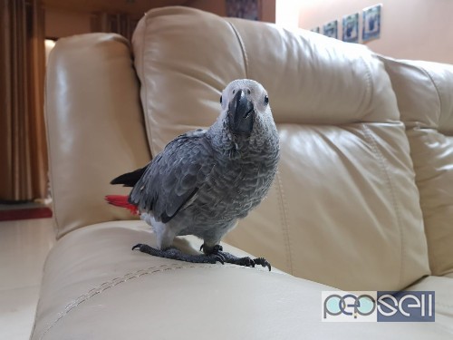 Two African Grey parrots for sale 3 