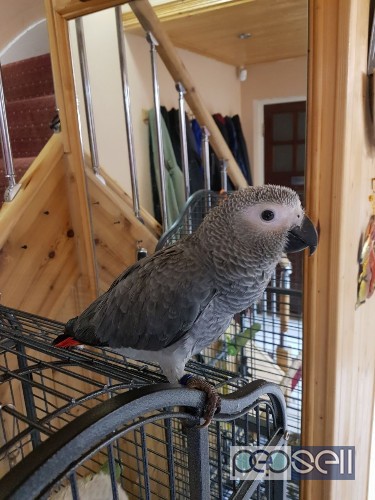 Two African Grey parrots for sale 5 