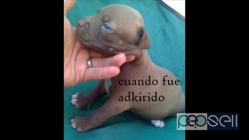 Pitt bull f mail pappy for sale 0 