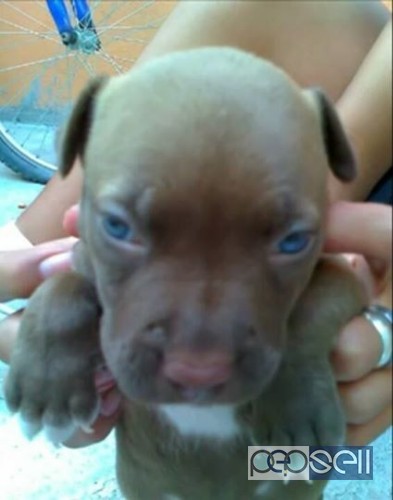 Pitt bull f mail pappy for sale 1 