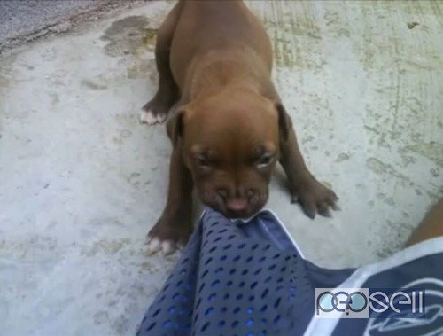 Pitt bull f mail pappy for sale 2 