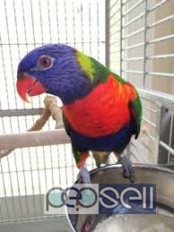  Tame, healthy Parrots, African Grey, Cokatoos, and fertile eggs for sale 2 