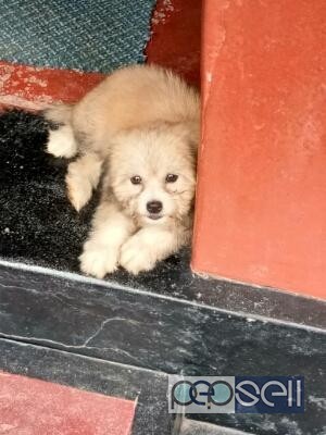 Lhasa apso puppy for sale at Kochi 1 