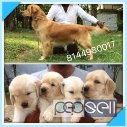 Golden retriever puppies for sale at Coimbatore 0 