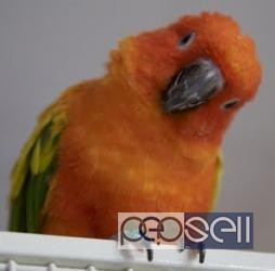 Red factor fully tamed sun conure chick for sale at Thrissur 0 