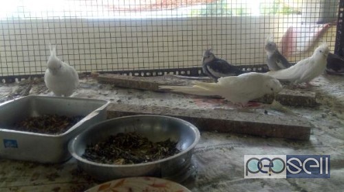 Home Breed Cockatiels Available for Sale in Vytilla 0 