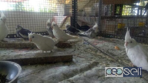 Home Breed Cockatiels Available for Sale in Vytilla 2 