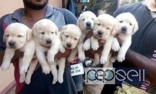 Labrador Puppies Available in Kochi 0 