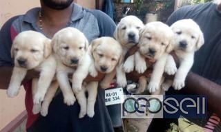 Labrador Puppies Available in Kochi 1 
