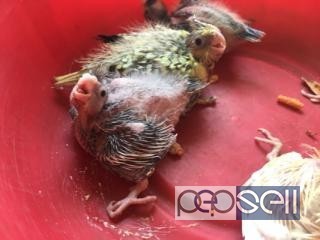 Home breed cocktail chicks for sale in Peelamedu Coimbatore 0 