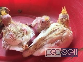 Home breed cocktail chicks for sale in Peelamedu Coimbatore 1 