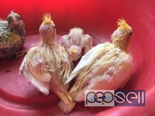Home breed cocktail chicks for sale in Peelamedu Coimbatore 2 