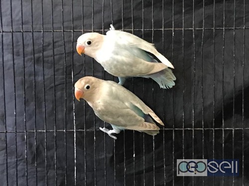 Dilute blue mauve mask fisher africanlovebirds for sale in Kochi 3 