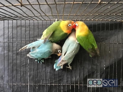 Dilute blue mauve mask fisher africanlovebirds for sale in Kochi 5 