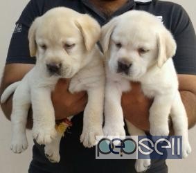 Heavy Bone Labrador Puppies for sale at Kochi 0 