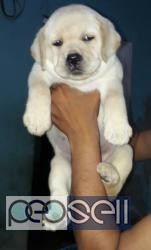 Heavy Bone Labrador Puppies for sale at Kochi 1 