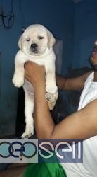 Heavy Bone Labrador Puppies for sale at Kochi 2 
