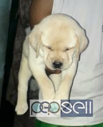 Heavy Bone Labrador Puppies for sale at Kochi 3 