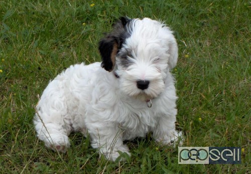 very cute terrier puppies for sale in Coimbatore 0 