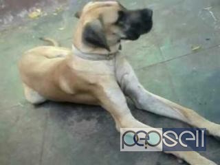 Gradan dog for sale in Coimbatore 0 