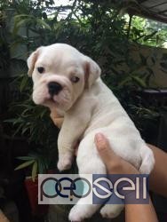 English Bulldog Puppies for sale in Davao City 5 