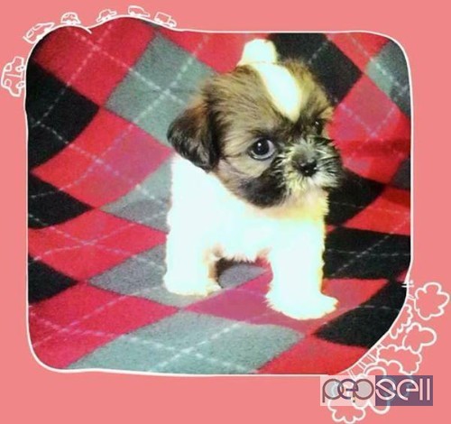 Female Shih Tzu Puppy for Sale in Quezon City 4 