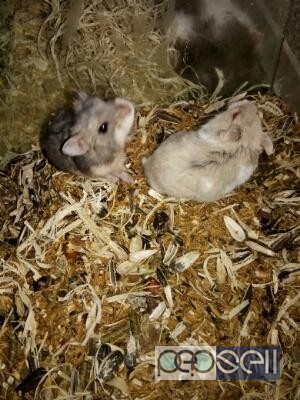 dwarf hamster for sale