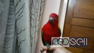 CHATTERING RED LORY for sale at Ernakulam 0 