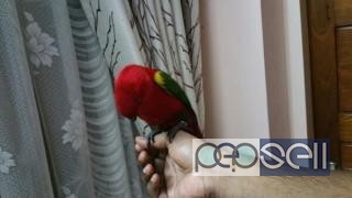 CHATTERING RED LORY for sale at Ernakulam 1 