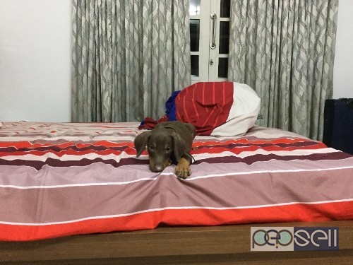 Doberman puppy for sale in Kochi 1 
