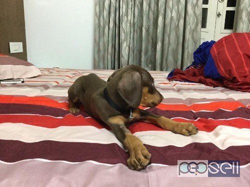Doberman puppy for sale in Kochi 2 