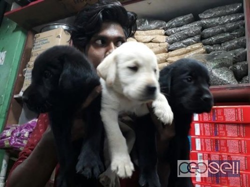 Labrador puppy for sale at Coimbatore 1 