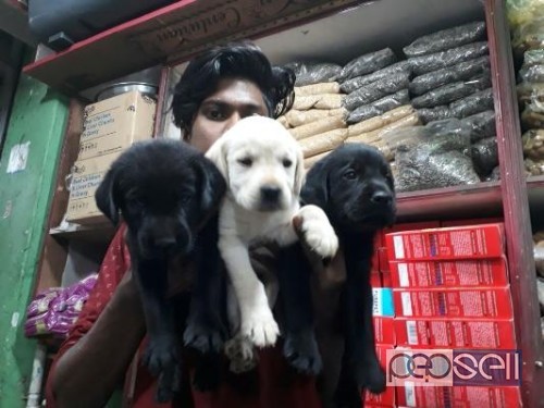 Labrador puppy for sale at Coimbatore 2 