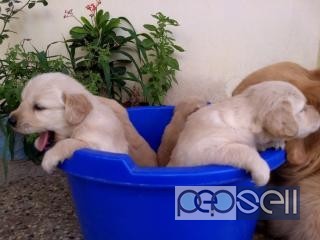 golden retriever puppies for sale in Coimbatore 0 
