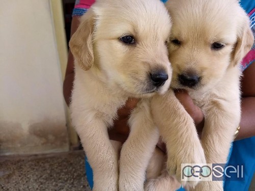 golden retriever puppies for sale in Coimbatore 3 