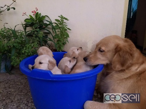 golden retriever puppies for sale in Coimbatore 5 