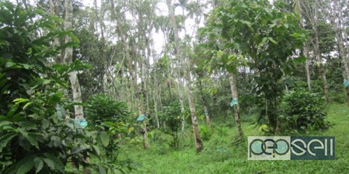 Rubber plantation at waynad Sultan Batheri 1 