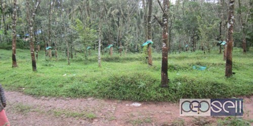 Rubber plantation at waynad Sultan Batheri 4 